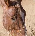 Pryor Mountain Wild Mustang Cropped