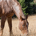 Pryor Mountain Wild Mustang