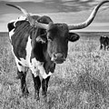 Tallgrass Prairie Longhorn Black and White