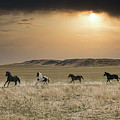 Eastern Montana Horses